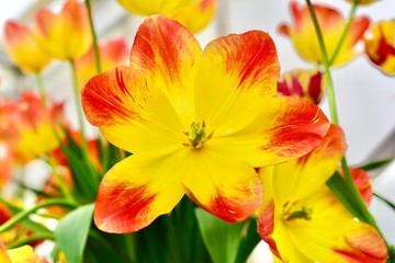 yellow and red petals of a tulip
