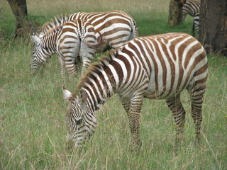 zebre