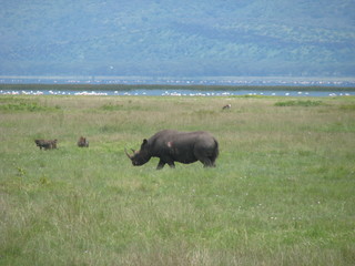 Fototapeta premium rhinoceros