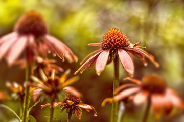 Coneflowers with Selective Focus