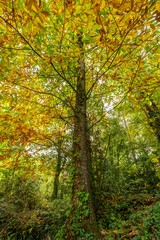 Fototapeta na wymiar Tree in full autumn transformation (Catalonia, Spain)