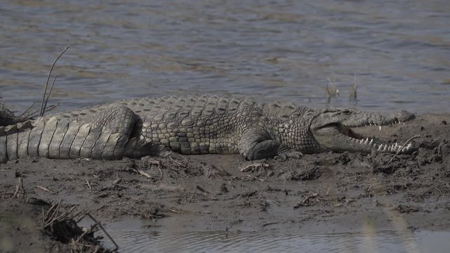 Crocodile resting near river with his mouth wide open
