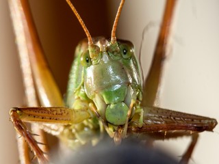 grasshopper on leaf