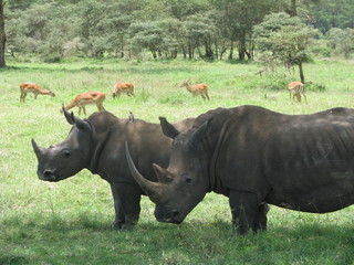 Fototapeta premium rhinoceros