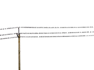 flock of birds sitting on wires