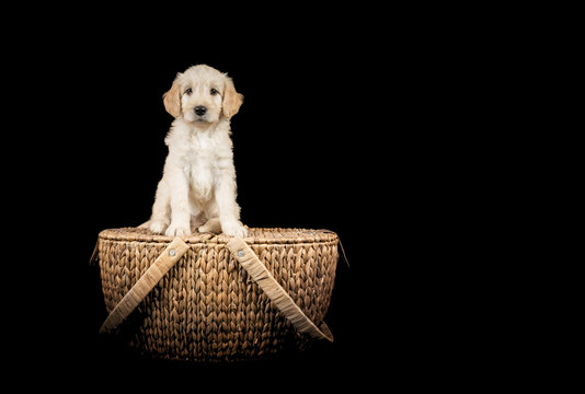 Labradoodle Puppy sat on wicker basket on black background