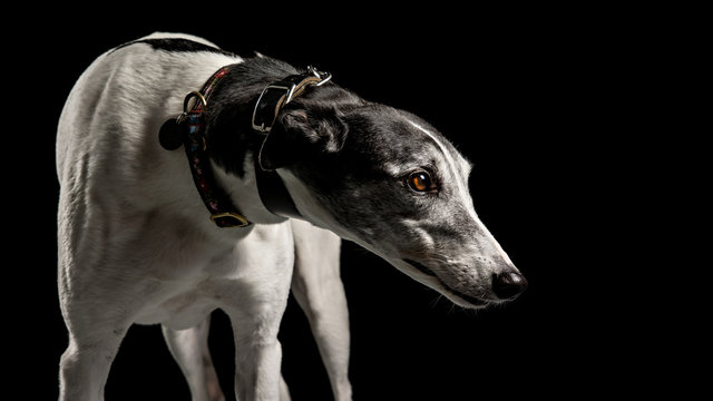 Black and white greyhound looking right on low key background