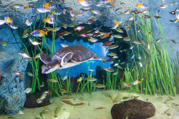 Aquarium