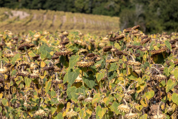 Field of drying sunflowers in valley of Dordogne river. France
