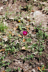 purple red winecup green plants flowers rustic country farm ranch texas