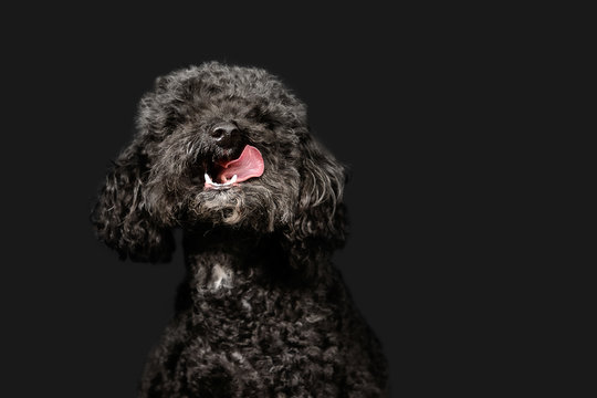 Black poodle poses on dark grey background
