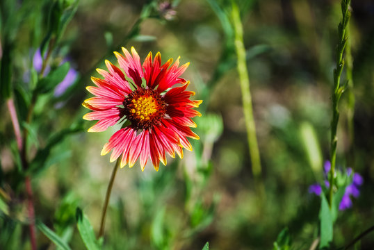 red green yellow plants indian blanket flowers rustic country farm ranch texas