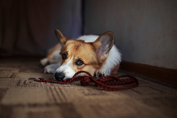 Corgi dog puppy lies on the floor in a house near with leash and profoundly sad looks at owner in anticipation walk