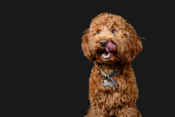 Red cockerpoo poses on grey background