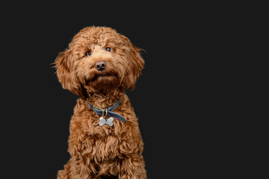 Red cockerpoo poses on grey background
