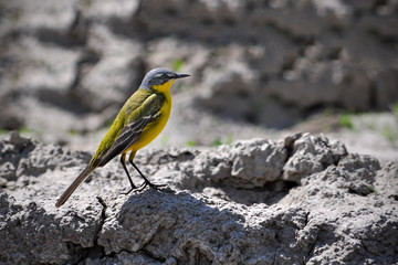 Wild bird, Yellow Wagtail (Motacilla flava)