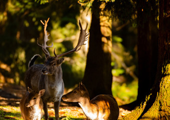 Damhirschfamilie 