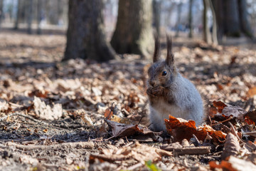Squirrel in the autumn forest park. Squirrel with nuts in fall foliage.