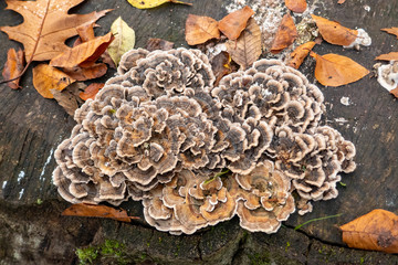 group of mushrooms on a tree trunk