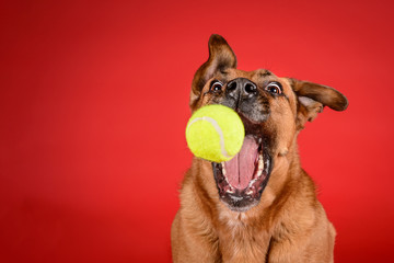Hilarious dog catches tennis ball on red background - Powered by Adobe