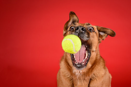 Dog with cheap ball