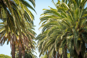Fototapeta na wymiar palm trees and sky - palm tree alley way -