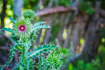 purple thistle green plants rustic country farm ranch texas