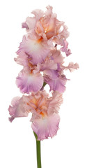 iris flower isolated