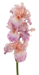 Möbelaufkleber Irisblume isoliert © _Vilor