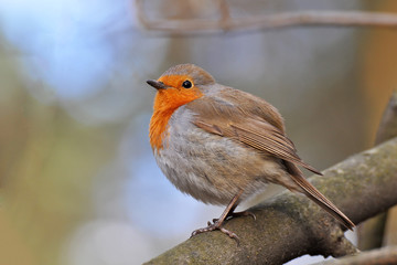 Wild bird, European Robin (Erithacus rubecula)	