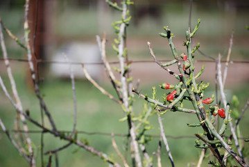 green red berry plants rustic country farm ranch texas
