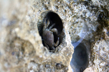 The crab in the rock
