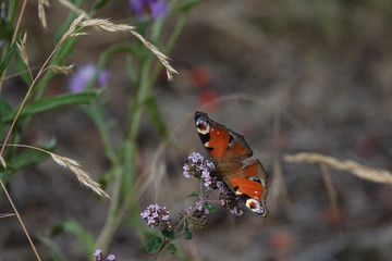 schmetterling28