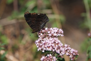 schmetterling16