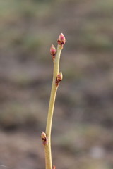 Knospe der Heidelbeere