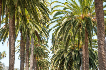 Fototapeta na wymiar palm trees and blue sky - palm tree alley way -