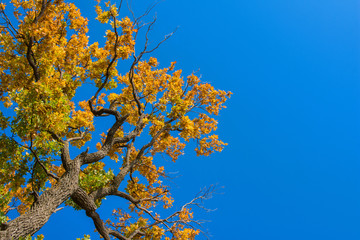 Beautiful autumn tree. Large crown of centuries-old Oak (Quercus) tree. Yellow, green leaves against a blue sky. Space for text.