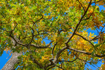 Beautiful Autumn tree. Large crown of Centuries-old Oak (Quercus) tree. Twisted curved branches of the tree. Textures and backgrounds.