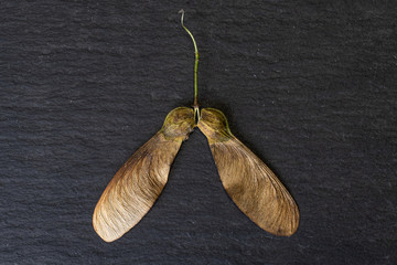 Group of two whole brown winged achene samara flatlay on grey stone