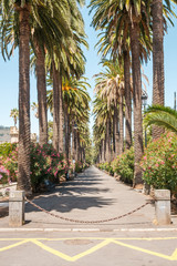 Fototapeta premium sidewalk walkway under palm trees - palm tree alley way
