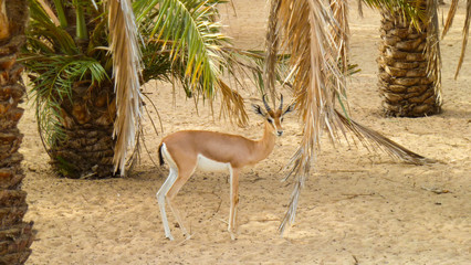 Antilope Dubai