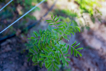 Green leaves of indigo plant in cultivated rows