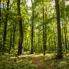 Fototapeta na wymiar dense trees in the forest