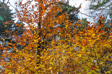 Trees with yellow leaves in park.