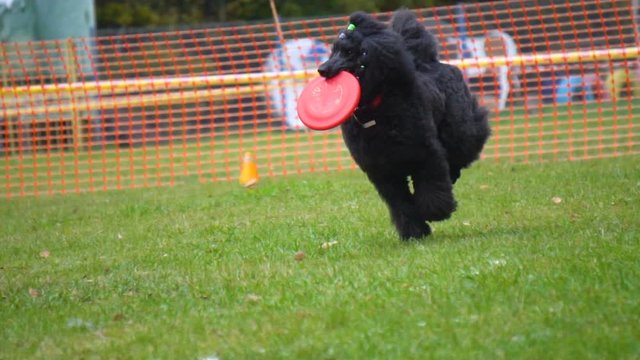 Black poodle running with the disc in slow-motion