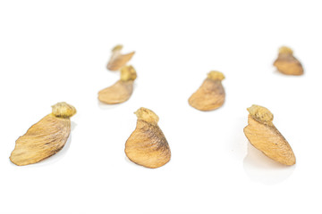 Group of seven whole brown winged achene samara isolated on white background