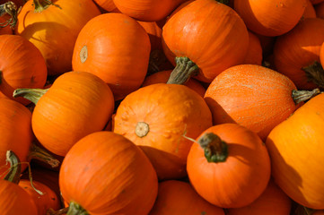 Halloween, many pumpkins top view background. Hard light, top view