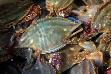 Fresh crab close-up
