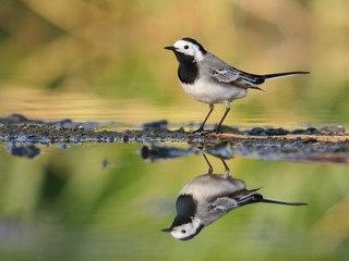 The white wagtail (Motacilla alba)