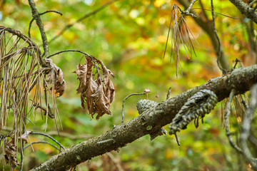 Petit champignon élancé sur une pomme de pin